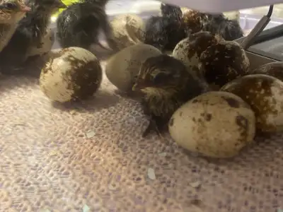 Baby Coturnix Quail, View more