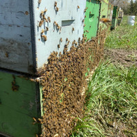 Honey Bee Hives & Nucs Available 