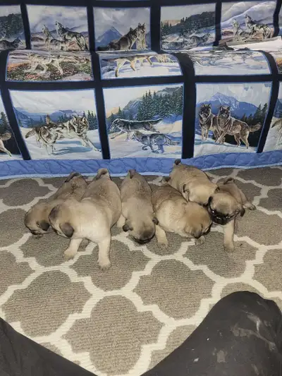 pug puppies!! , View more