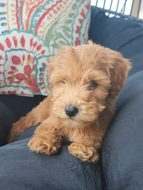 Prêts a partir *Whoodle Mini in Dogs & Puppies for Rehoming in West Island - Image 4
