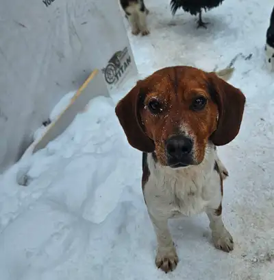2 year old beagle Casper, View more