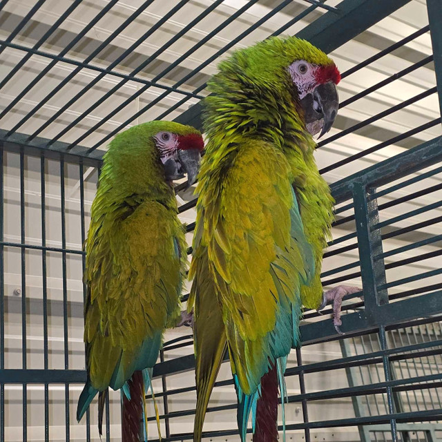 Millitary Macaw Pairs in Birds for Rehoming in Calgary