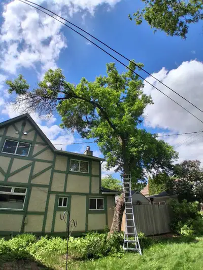 Bridge City Tree Removal, View more