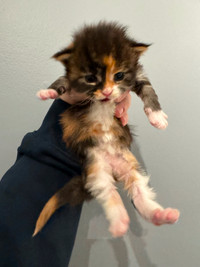 TICA registered maincoon kittens for sale rare colouring