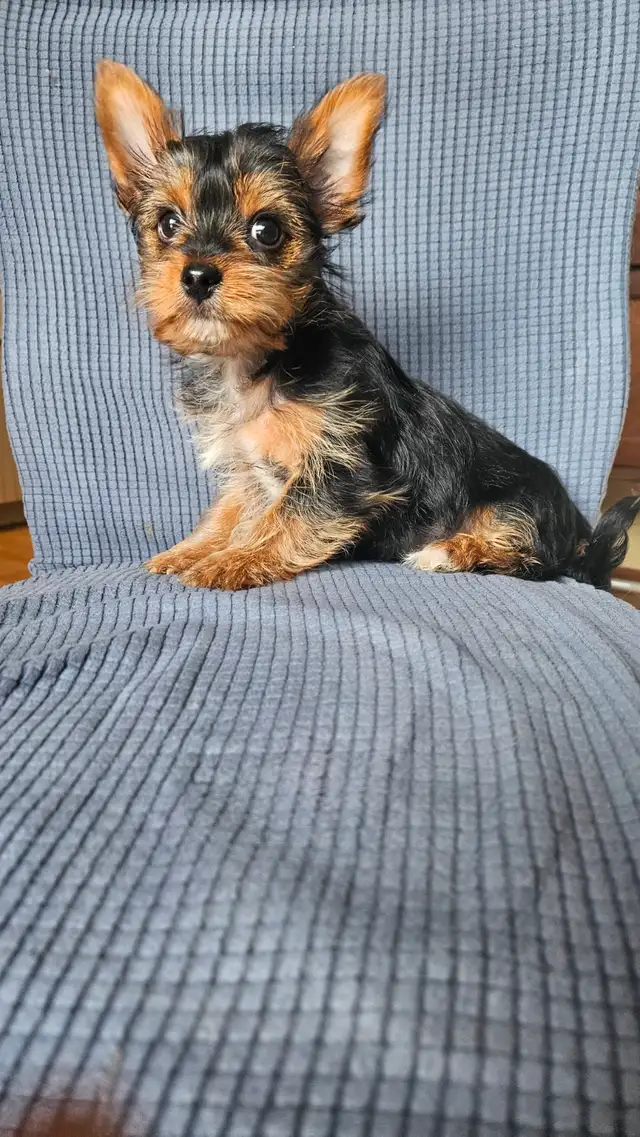 MALE YORKIE PUPPY in Dogs & Puppies for Rehoming in Belleville - Image 13