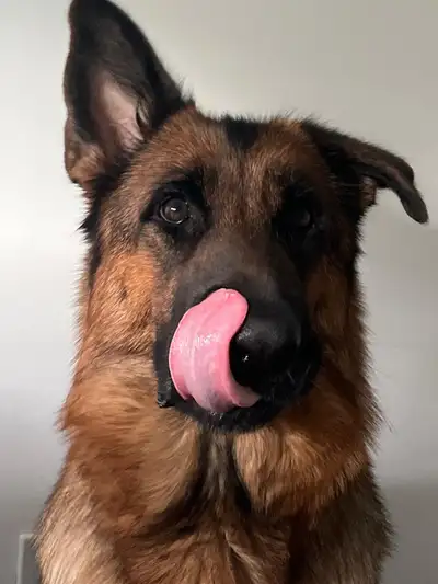 It’s with a heavy heart that I’m looking to rehome my beautiful 4-year-old German Shepherd. She’s an...