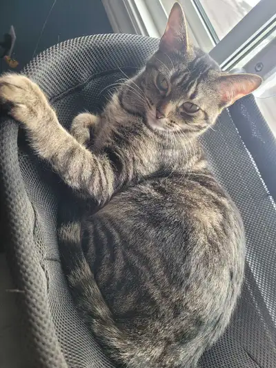 Tabby cat looking for a new home, View more