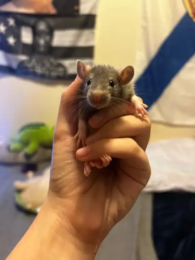 baby rats, View more