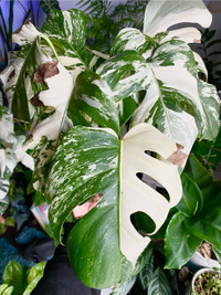 MONSTERA ALBO BORSIGIANA - fully rooted split leaf