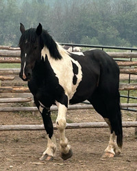 Registered Spotted Draft stud for hire