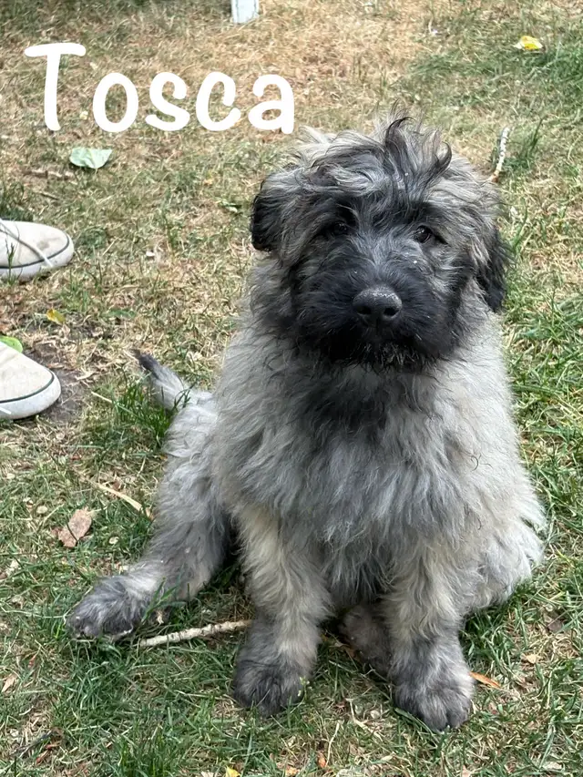 Bouvier- purebred- hypoallergenic-3 months- first shots in Dogs & Puppies for Rehoming in Strathcona County - Image 3