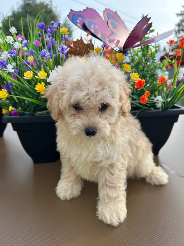   Bishon Frise X miniature Poodle  in Dogs & Puppies for Rehoming in Sudbury