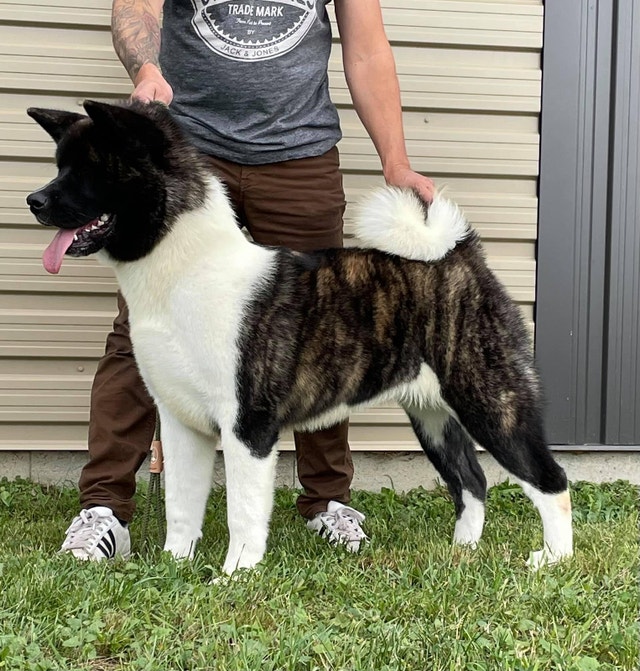 Akita puppies Chiens et chiots à adopter TroisRivières Kijiji