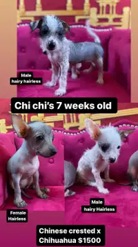  Chihuahua x Chinese crested chi chi’s puppies available 