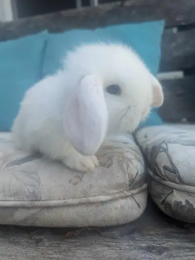 bébé lapin bélier , View more