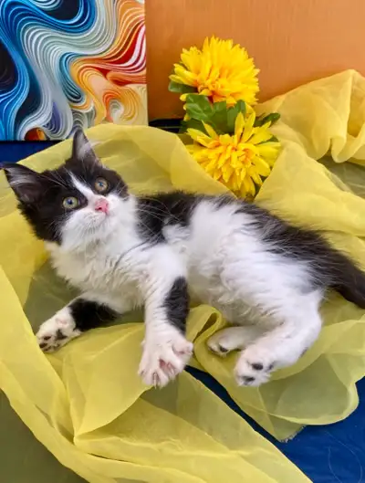 Tuxedo Female Maine Coon Kitten, View more