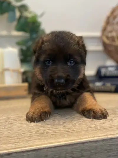 Purebred German Shepherd Puppies CKC Reg’d, View more