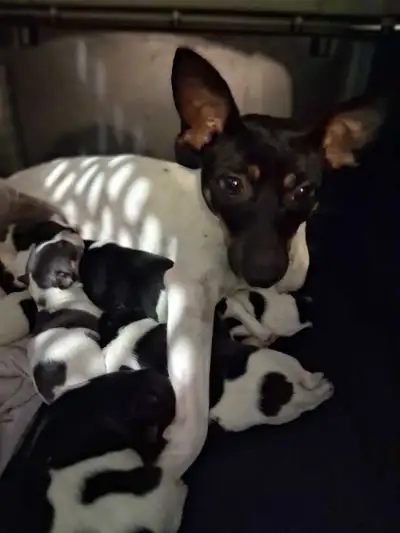 Rat Terrier Puppies Type A, View more