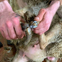 Hoof trimming and shearing 