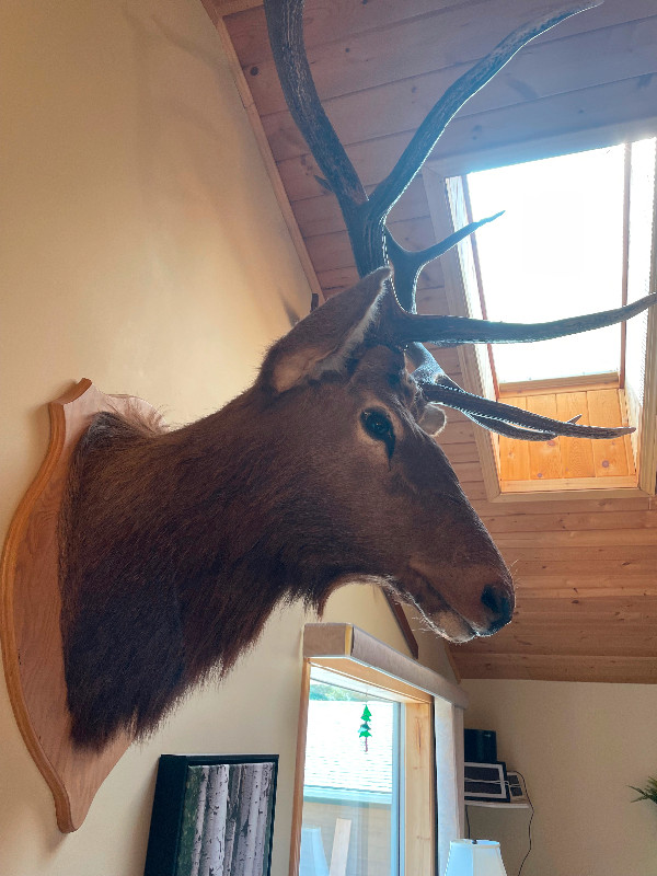 Mounted 8 point Elk Head in Other in Cranbrook - Image 2