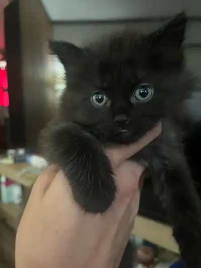 1/2 Mainecoon all black female, View more