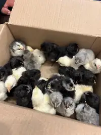 Mixed baby chicks 