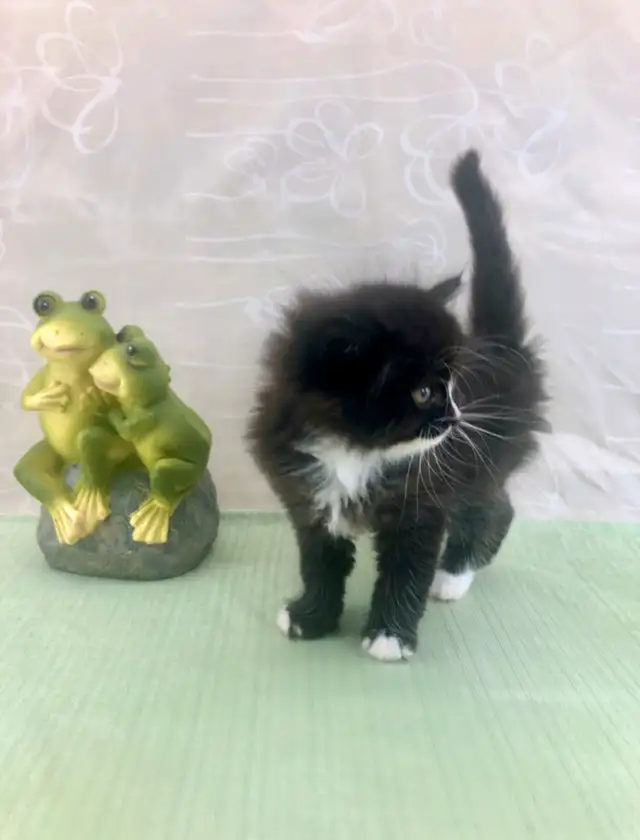 Maine Coon Sweetheart for Sale to Good Home