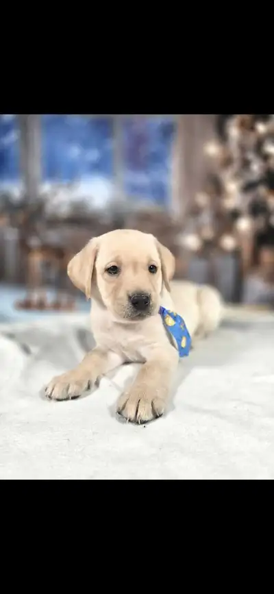 lab puppy, View more