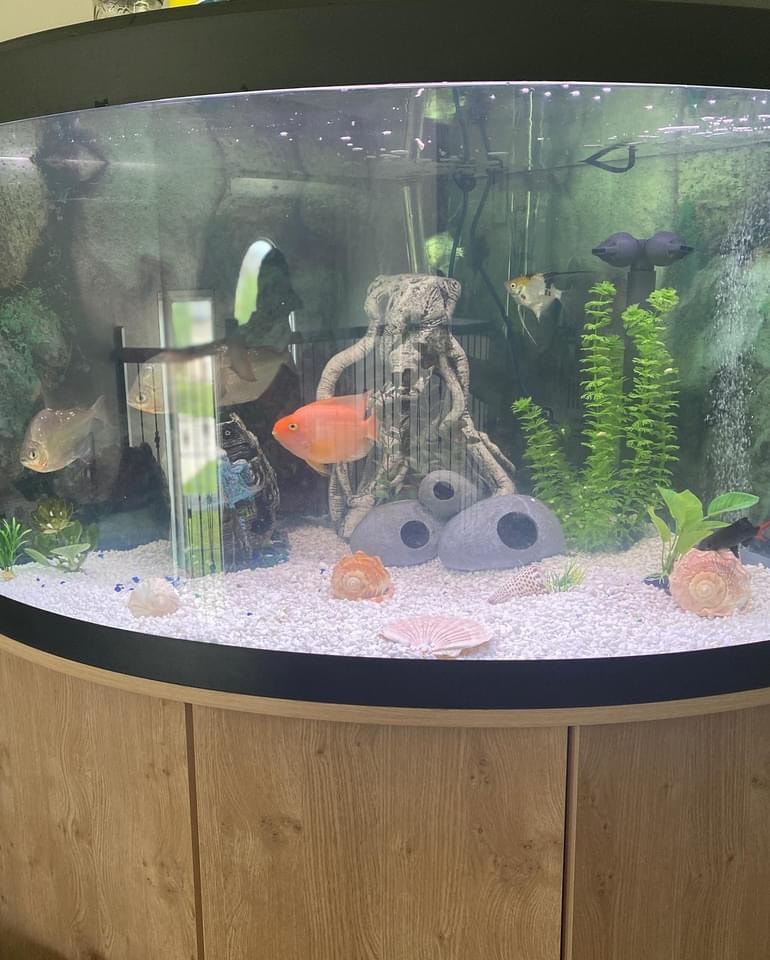 Approx 75 gallon corner aquarium and stand Other Winnipeg Kijiji