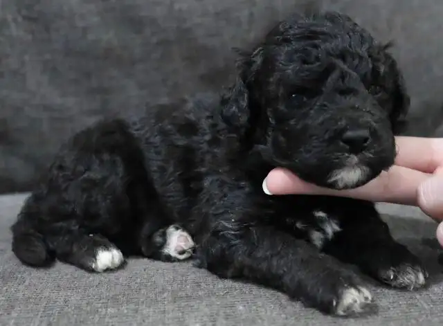 Mini bernedoodle and mini aussie bernedoodle puppies in Dogs & Puppies for Rehoming in Mississauga / Peel Region - Image 6