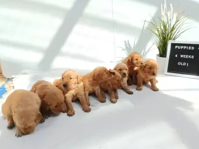 We are excited to announce that Tracy and Rex got beautiful puppies – 8 females and 3 males! HUNTER...