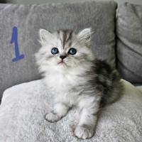 6 Scottish Fold chatons kittens