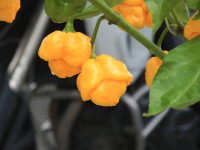 Red Scorpion Hot Pepper Seeds For Summer Planting 10 for $1