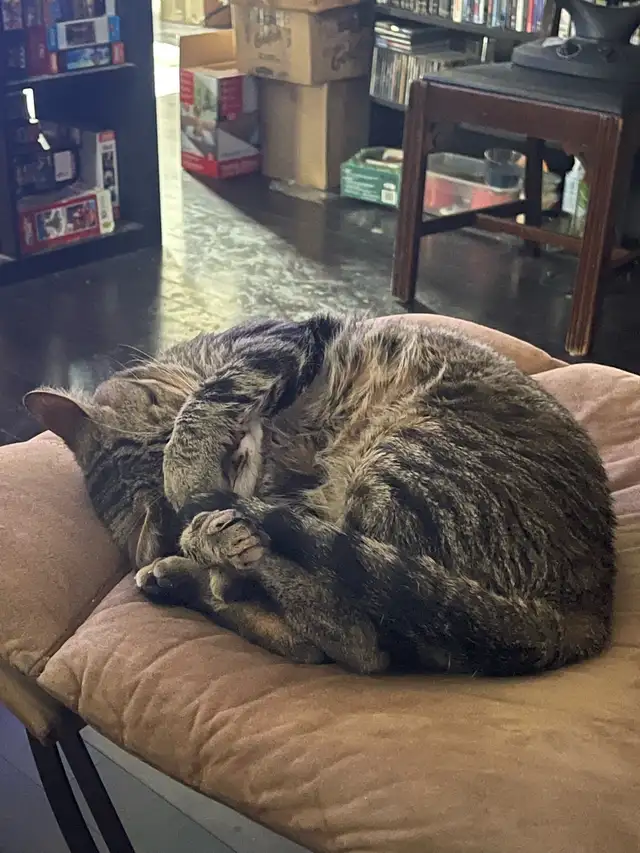 Male Cat in Cats & Kittens for Rehoming in Ottawa - Image 2