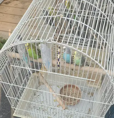 Birds with cage, View more