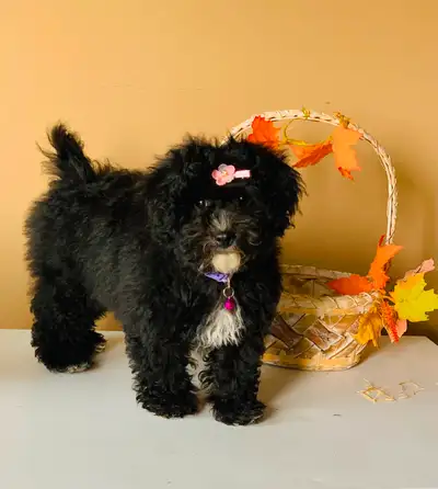 Poodle cross Bichon puppy, View more