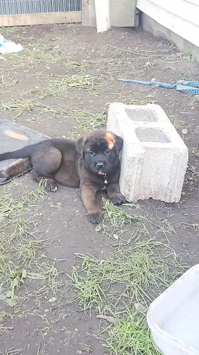 Akita mixed with rotti mastiff puppies, View more