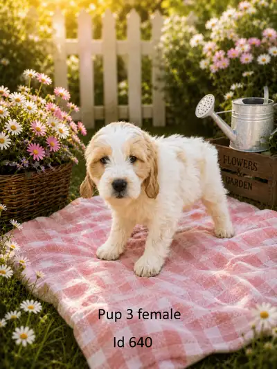 F1 Mini Goldendoodle Puppies | Vet Checked | Microchipped, View more