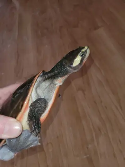 Pink Belly Side Neck Turtle ( Female) No Trades, View more