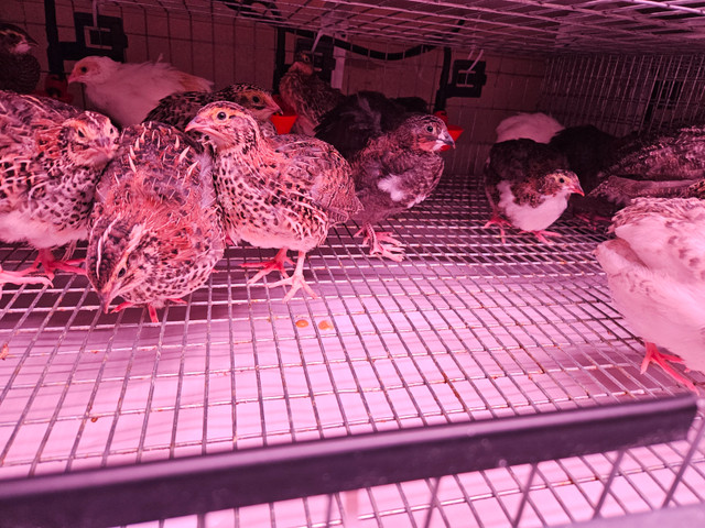 25 cailles JUMBO de 4 semaines dans Animaux de ferme  à Laval/Rive Nord - Image 3