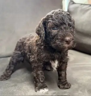 Lagotto Romagnolo Puppies Available, View more