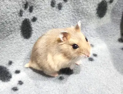 Nous avons un beau monsieur hamster nain winter white en adoption qui provient d’un éleveur familial...