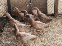 Purebred Heritage Buff Orpington Ducks