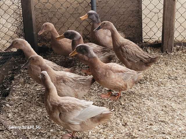 Purebred Heritage Buff Orpington Ducks in Livestock in Oshawa / Durham Region