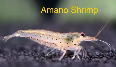 Amono Shrimp, View more