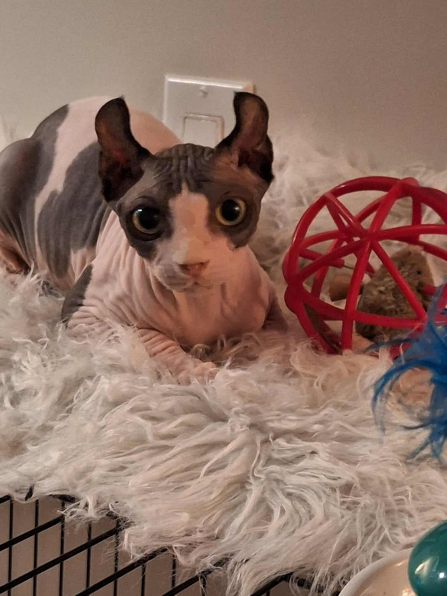 Sphynx réservation dans Chats et chatons à adopter  à Laval/Rive Nord