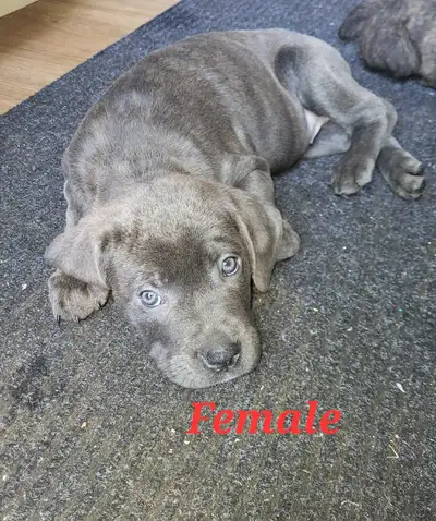 3 Pure Cane Corso Pups, View more