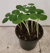 Okra Seedlings