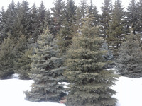 SPRUCE  TREES    (  installs booked up for spring plant  )