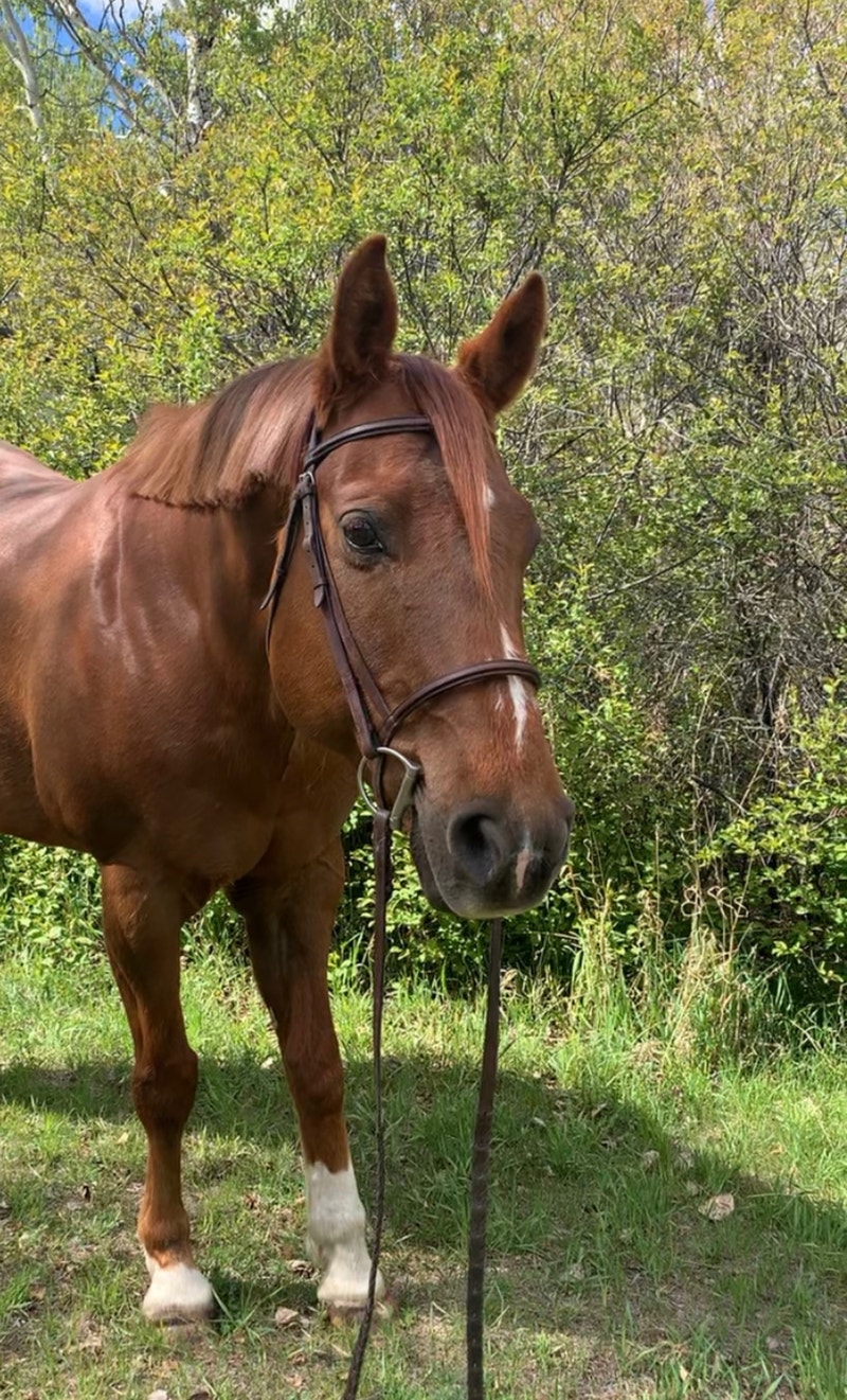 Horse For Sale/Lease Horses & Ponies for Rehoming Saskatoon Kijiji